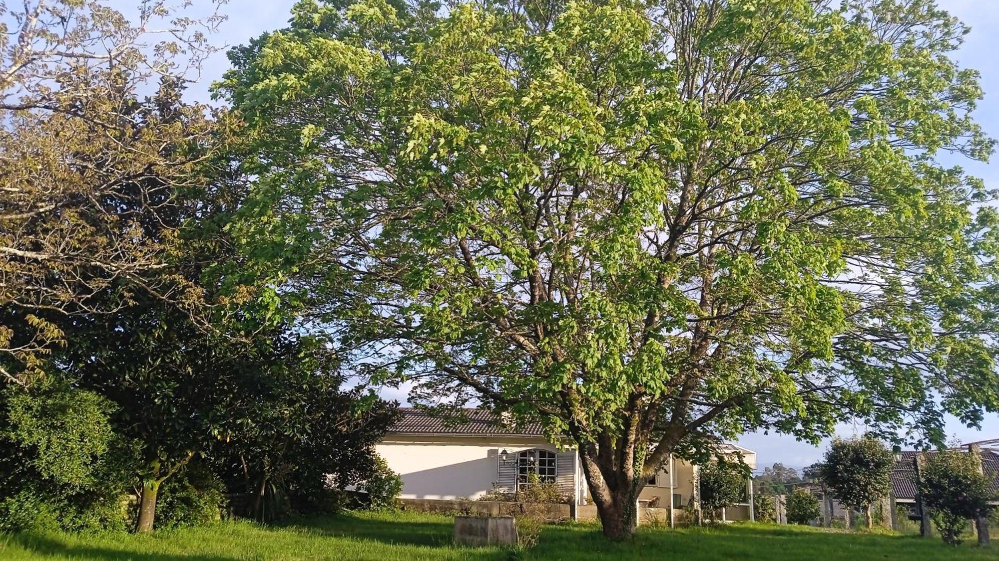 La Maison D'Abelleira Ponteareas Esterno foto